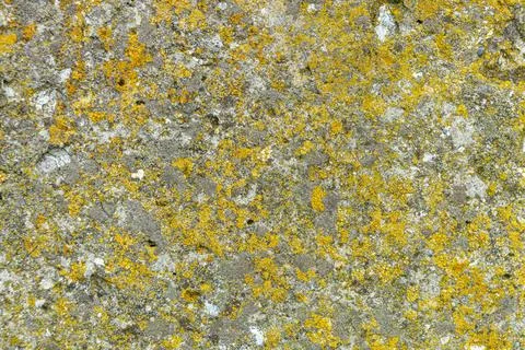Texture of old concrete, background for design Stock Photos