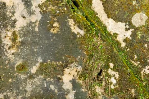Texture of old concrete grunge wall covered with lichen moss mold as a backgr Stock Photos