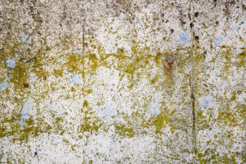 Texture of old concrete wall with moss and mold Foto stock