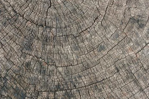 Texture of old cut down tree 스톡 사진