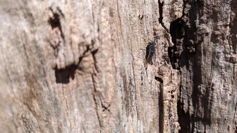 Texture of old dried olive tree macro shot Foto stock