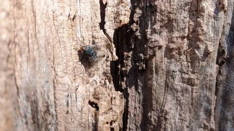 Texture of old dried olive tree macro shot 스톡 사진