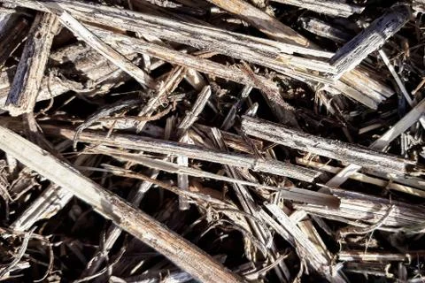 Texture of old dry grass closeup Stock Photos