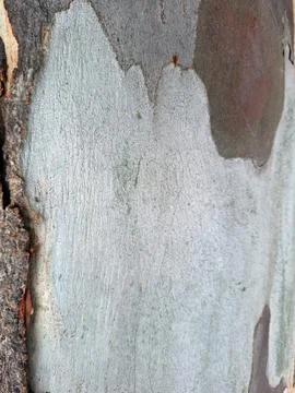 Texture of old eucalyptus bark showcasing unique colors and patterns under .. Fotos Stock