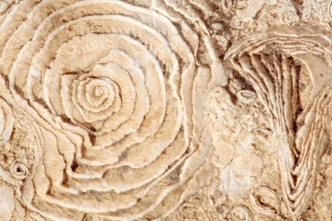 Texture of old fossilized sea shells on the rock Stockfoto's
