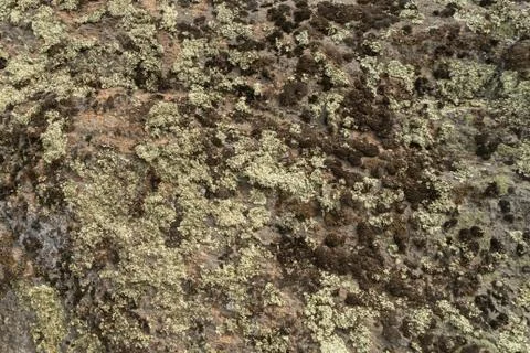 Texture of old granite covered with moss. Creative vintage background. Stock Photos