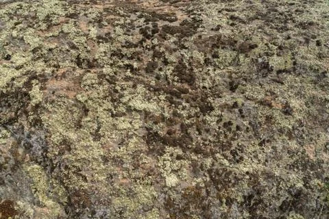 Texture of old granite covered with moss. Creative vintage background. Stock Photos