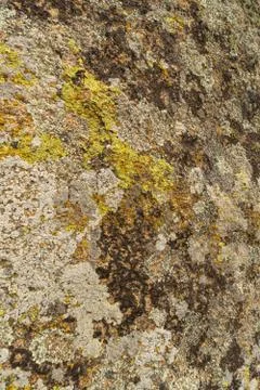 Texture of old granite covered with moss. Creative vintage background. Stock Photos