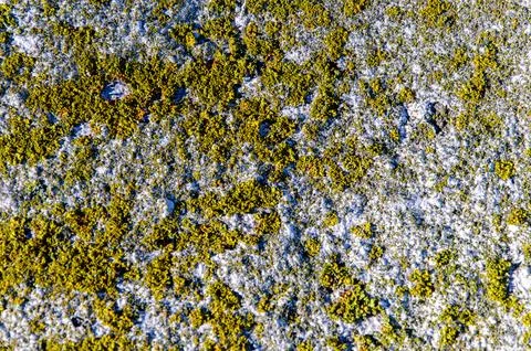 Texture old granite wall. background close-up. red moss on the surface Stock Photos