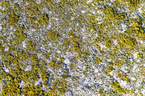 Texture old granite wall. background close-up. red moss on the surface Stock Photos