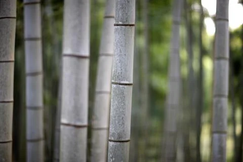 Texture old gray bamboo trunks in a grove in Japan Stock Photos