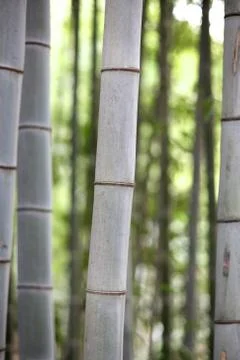 Texture old gray bamboo trunks in a grove in Japan Stock Photos