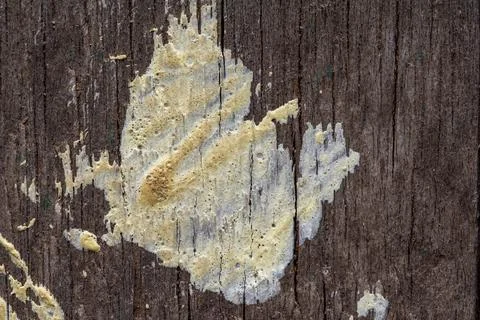 The texture of an old gray board covered with cracks Stock Photos