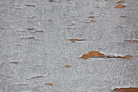 Texture of old gray boards horizontally, weathered wood Foto stock