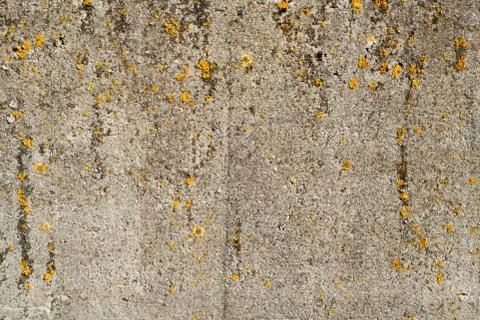 Texture of old gray concrete wall with orange moss Stock Photos