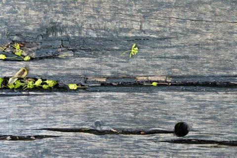 Texture of an old gray plank Stock Photos