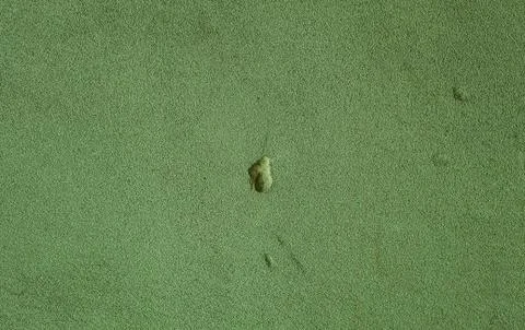 Texture of an old Green Wall Foto stock
