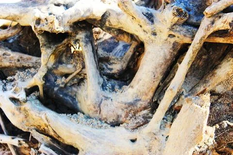 Texture of old logs. dry root of a tree close-up inside. Felled logs lie Stock Photos