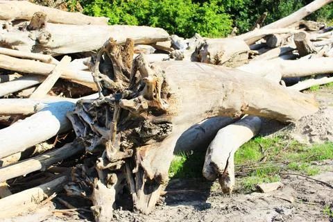Texture of old logs. dry root of a tree close-up inside. Felled logs lie Stock Photos