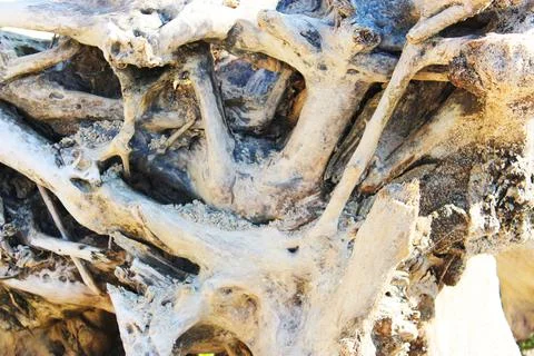 Texture of old logs. dry root of a tree close-up inside. Felled logs lie Stock Photos