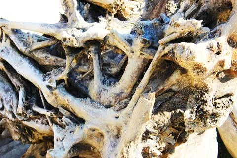 Texture of old logs. dry root of a tree close-up inside. Felled logs lie Stock Photos