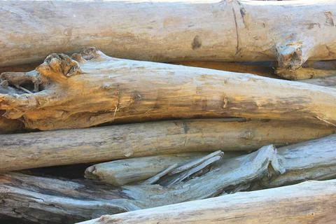 Texture of old logs. Felled logs lie sideways on a sunny day. There is a lot of Stock Photos