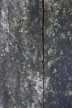 Texture of old moldy tree trunk with crack Stock Photos