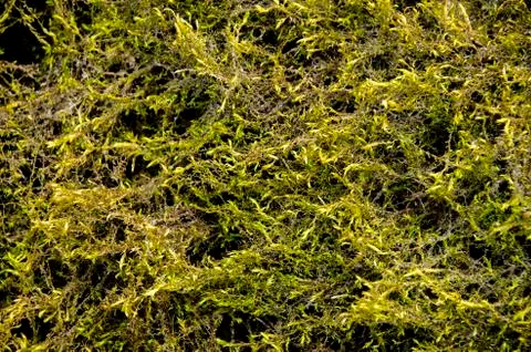 The texture of the old moss. Foto stock