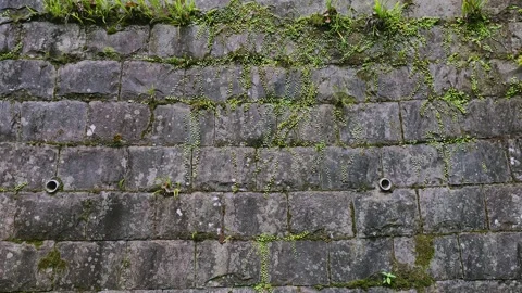 Texture of an old mossy stone wall with green plants crawling, Saga Vídeos de archivo 336122337
