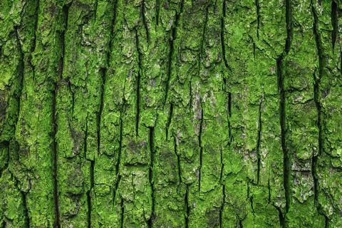 Texture of old oak tree green mossy trunk Stock Photos