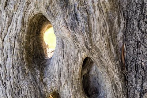 Texture of an old olive tree Stock Photos