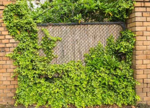 Texture of an old orange brick wall covered with moss Stock Photos