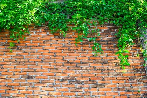 Texture of old Orange brick wall large and green vine leaves that grows nat.. Stock Photos