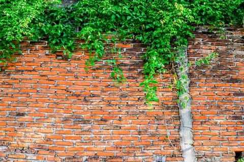 Texture of old Orange brick wall large and green vine leaves that grows nat.. Stock Photos