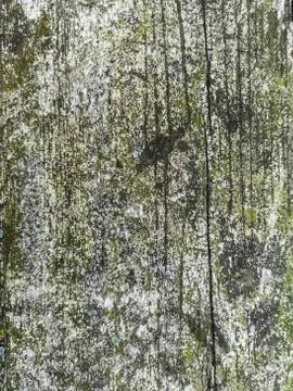 Texture of an old painted board covered with moss Stock Photos
