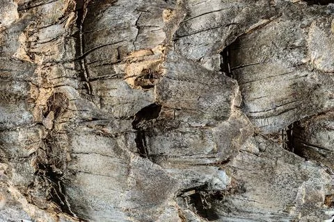 Texture of old palm bark. Stock Photos