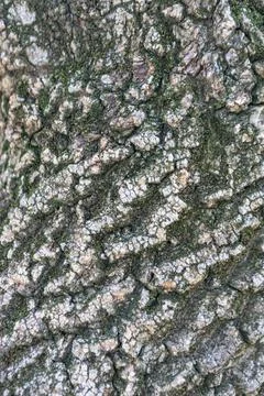 Texture of old pine bark, close-up. background Stock Photos