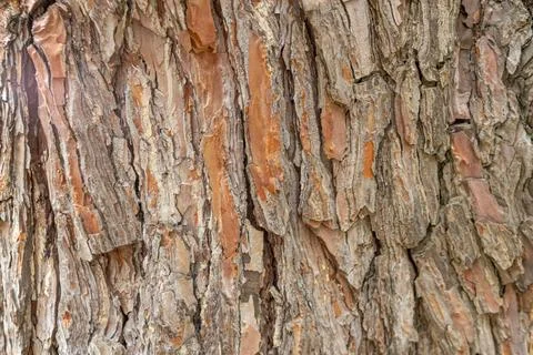 Texture of old pine bark, close-up. background Stock Photos