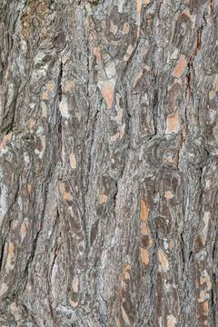Texture of old pine bark, close-up. background Stock Photos