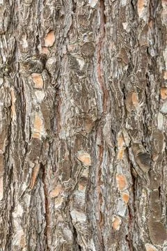 Texture of old pine bark, close-up. background Stock Photos