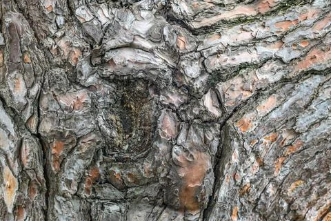 Texture of old pine bark, close-up. background Stock Photos