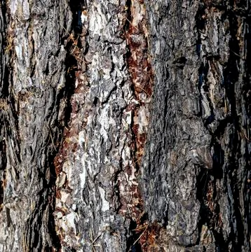 Texture of old pine bark Stock Photos