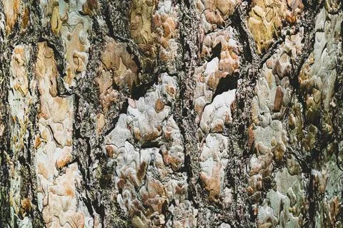 The texture of old pine bark. Rough woody texture of pine bark Stock Photos