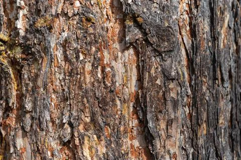 The texture of old pine bark. Rough pine bark close-up Stock Photos