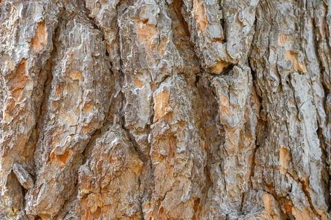The texture of old pine bark. Rough pine bark close-up Stock Photos