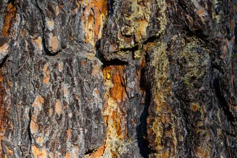 The texture of old pine bark. Rough pine bark close-up Stock Photos