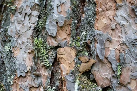 The texture of old pine bark. Rough pine bark close-up. Stock Photos