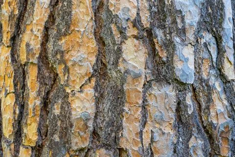 The texture of old pine bark. Rough pine bark close-up Stock Photos
