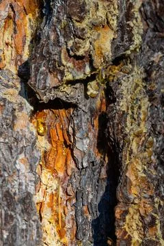 The texture of old pine bark. Rough pine bark close-up Stock Photos