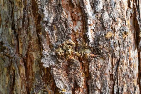 The texture of old pine bark. Rough pine bark close-up Stock Photos